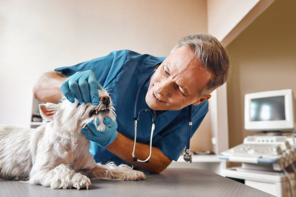Best Walk-In Emergency Dentist in Middleburg Heights, OH